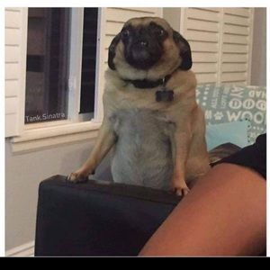 Meet your Posher, Priciliano